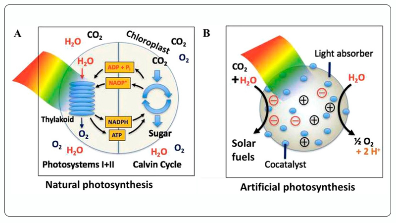 Natural Photosynthesis vs. Artificial Photosynthesis (Photocatalytic CO2 Reduction).jpg